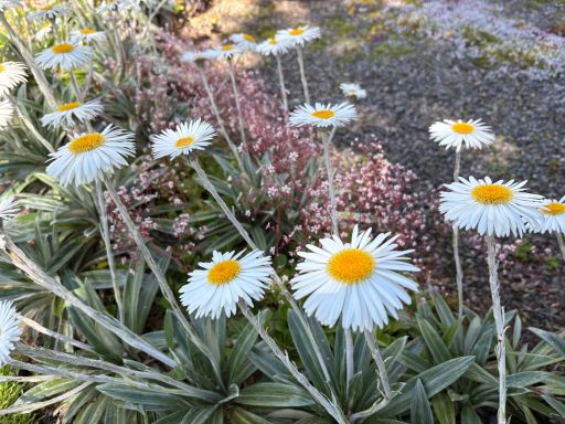 Celmisia & Saxifraga