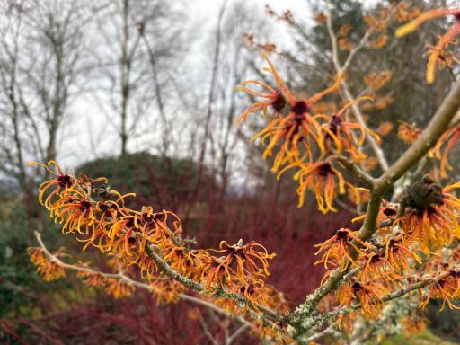 Orange Hamamelis with Cornus in the background