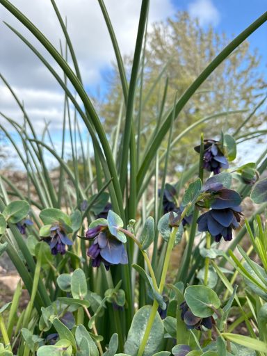 Iris leaves & Cerinthe