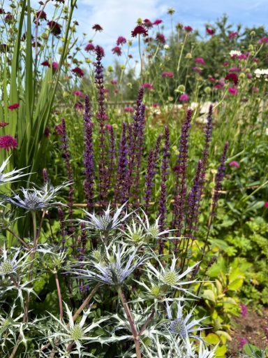 Purple flowering plants in a lush garden with green foliage and pink flowers in the background.