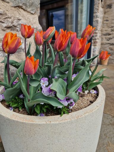 Tulips in pot