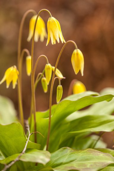 Erythronium 'Pagoda'