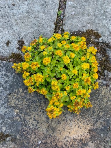 Sedum kamtschaticum