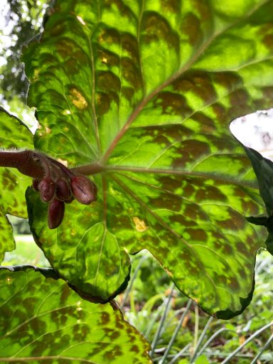 Podophyllum 'Spotty Dotty'