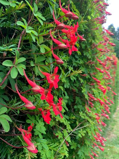 Tropaeolum speciosum