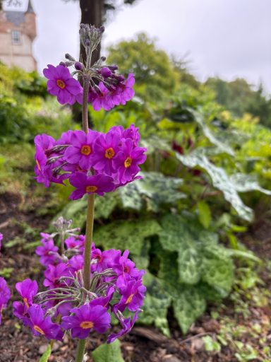 Purple Primula beesiana and Podophyllum 