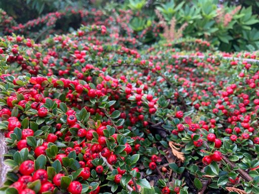 Cotoneaster horizontalis